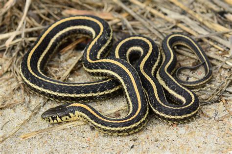 The eastern garter snake is a medium-sized snake, averaging 3 to 4 feet long as an adult. . Plains garter snake for sale